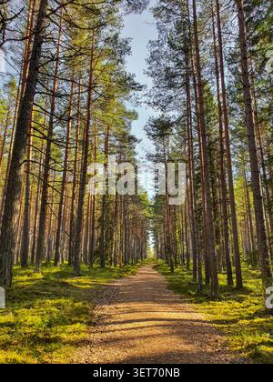 A straight dirt path leads through a tall pine forest in Estonia Stock Photo