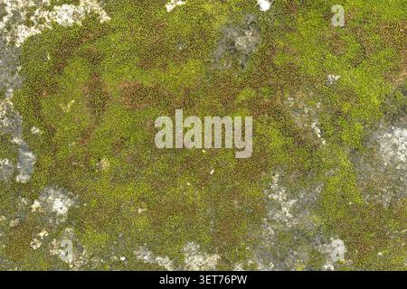 Detailed close up macro view of vibrant green and brown moss colony growing on rough weathered grey concrete or stone surface, showing natural organic Stock Photo