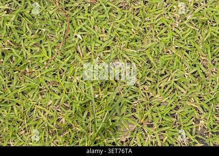Detailed close up top view of freshly mown green lawn grass showing chopped blades, fresh clippings, small dry leaves and tiny bits of soil Stock Photo