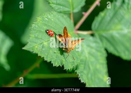 Ladybird and skipper butterfly resting together on a green leaf Stock Photo