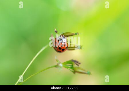 Ladybird perched on a delicate wildflower stem against a soft green background Stock Photo