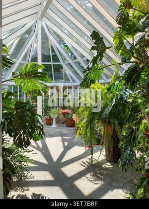 Tropical plants and ferns fill a glass greenhouse, with sunlight casting tree-like shadows on the floor. Stock Photo