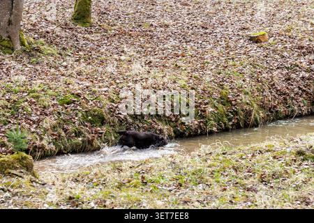 A black labrador retriever dog happily running through a small natural stream flowing through a peaceful forest park. Stock Photo