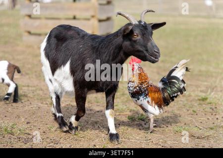 Close-up side view of a black goat with horns walking on dry ground, with a colorful rooster visible behind it. Stock Photo