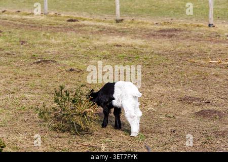 Rear view of a young black and white kid goat nibbling on a fallen pine tree branch in a grassy outdoor pasture. Stock Photo
