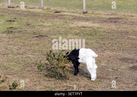 A small black and white goat exploring and nibbling on a green pine branch inside a wide grass ranch enclosure. Stock Photo