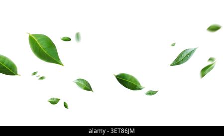 Flying green leaves on transparent free PNG background. Environment and ecology backdrop concept. Stock Photo
