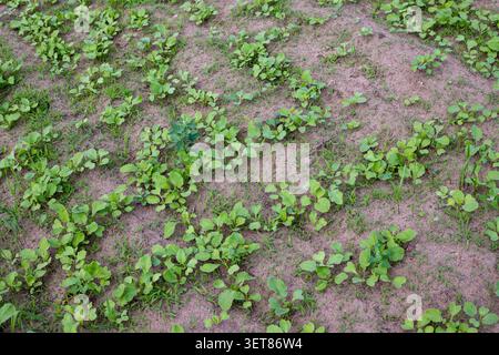 Young green vegetable sprouts grow in neat rows on a dry sandy soil farm field. Fresh agricultural plants seedlings texture in backyard garden bed, hi Stock Photo
