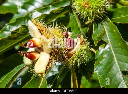 Sweet chestnuts ripening inside their prickly green burrs, a classic sign of the autumn season Stock Photo