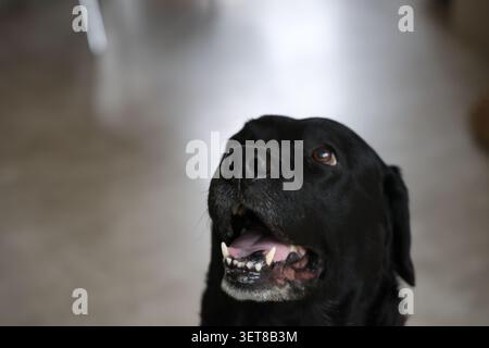 Dog indoors, looking alert and curious in a cozy home environment with natural light. Stock Photo