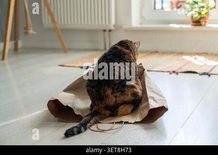 Naughty domestic cat stealing owners shopping bag, comfortably sitting on paper package in kitchen. Stock Photo