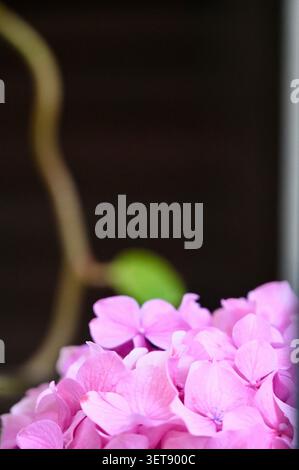 ​A beautiful vertical macro shot showcasing a tight, full-frame composition of vibrant pink hydrangea flower petals in full bloom. Stock Photo