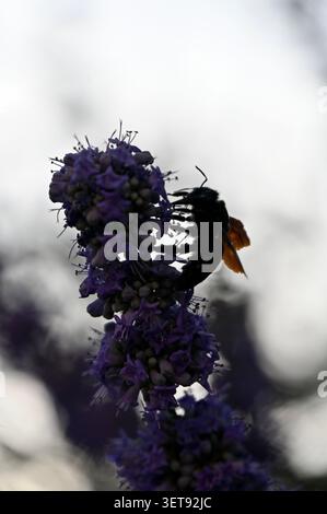 An engaging vertical macro shot focusing tightly on a massive violet carpenter bee foraging on a vibrant purple chasteberry flower. Stock Photo