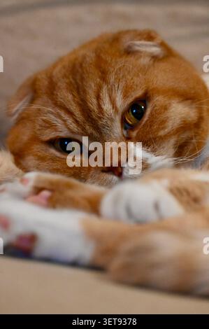 ​A beautiful vertical close-up shot of a lovely ginger Scottish Fold cat resting comfortably on a soft bed. Stock Photo