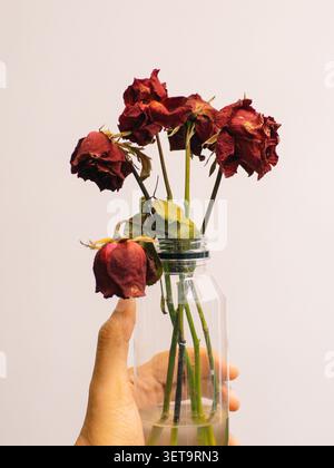 Five wilted dry red roses held by a left hand on a white background Stock Photo