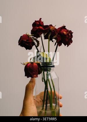 Five wilted dry red roses held by a left hand on a white background Stock Photo