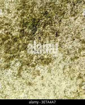 Natural Green Moss Texture on Weathered Concrete Surface Background Stock Photo