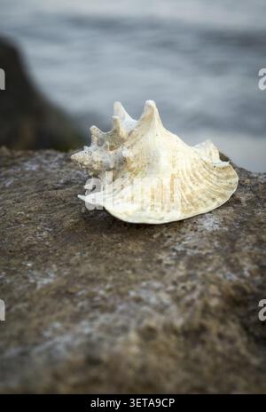 Large tropical mussel lying on a rock against the backdrop of the sea Stock Photo