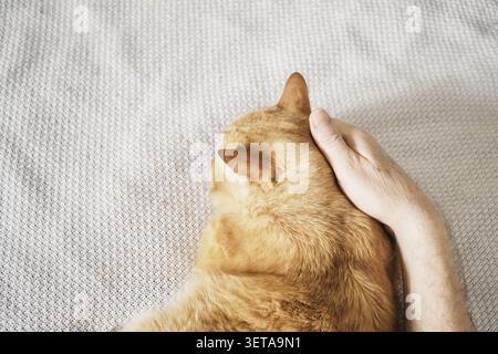 Gently hand stroke a friendly ginger tabby cat relaxing on a neutral blanket Stock Photo