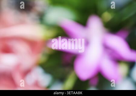 Blurry flowers create an abstract, colorful background with soft focus Stock Photo