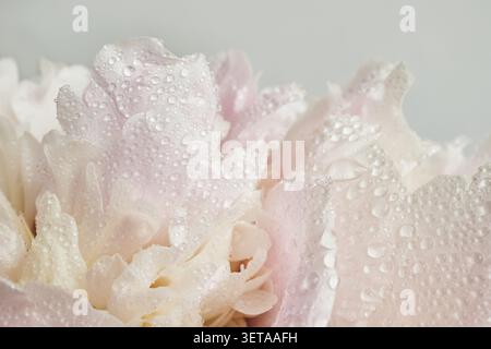Pink peony leaves with water drops, macro close-up on soft light background Stock Photo