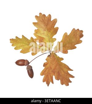 Cut out autumn oak leaves and acorns on white background Stock Photo