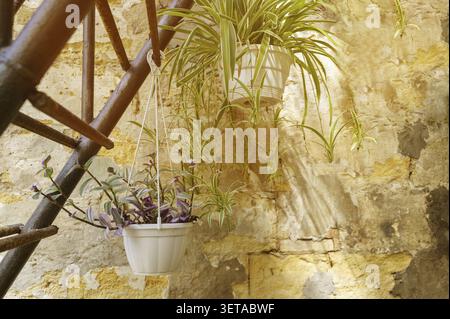 Vibrant green alocasia leaf casting soft shadows on a textured yellow wall in a greenhouse. Concept of tropical foliage beauty, botanical textures, an Stock Photo