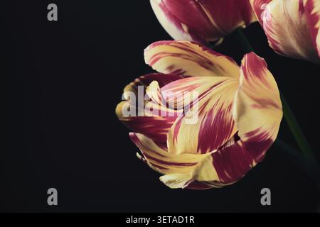 Shot of bright red and yellow parrot tulips creating a dramatic contrast Stock Photo