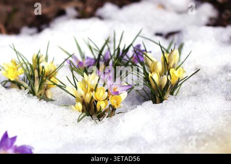 Beautiful spring flowers, crocuses, spring, burst out from under the snow. The concept of the arrival of spring and the awakening of nature Stock Photo
