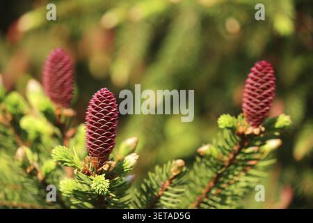 Young pine cones on branches, spring. Selective focus Stock Photo