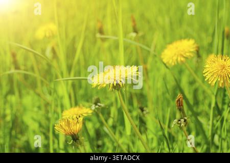 Yellow dandelion flowers Taraxacum officinale. Dandelion field background on a sunny spring day. A blooming dandelion Stock Photo