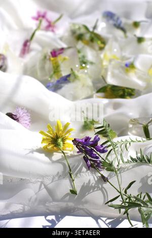Blooming wild grass and herbs on a white background. border of wild flowers, wild flowers and plants Stock Photo