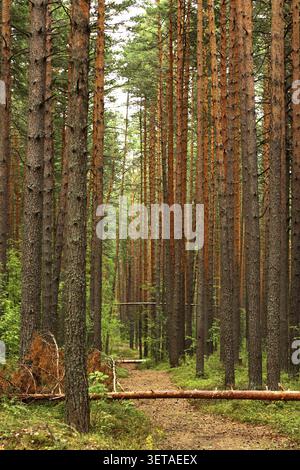 A path in a pine forest with fallen trees. The nature Stock Photo