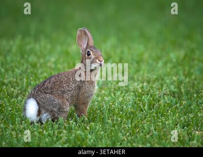 Cute Cottontail bunny rabbit sitting in the grass on a summer evening, showing off its white, fluffy tail. Natural green background with copy space. Stock Photo