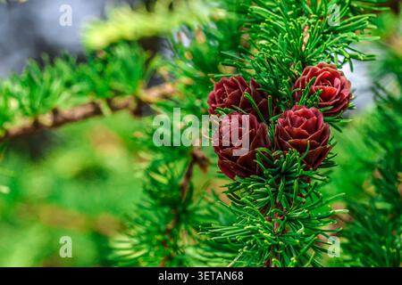 Spring Cone Tree Branches of Larch with cones isolated on white background. Wreath of ...