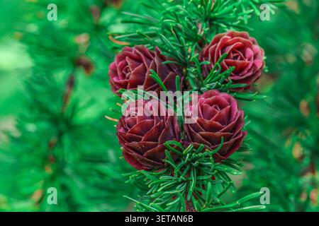 Pine branches with green needles and cones on a sunny day in the forest. Polar roses or female larch cones. Stock Photo