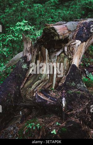 Uprooted large tree showing roots after being blown down by a very severe storm Stock Photo Stock Photo
