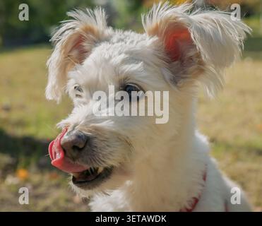 Fluffy white dog playfully licks its nose while enjoying a sunny day outdoors in the park Stock Photo