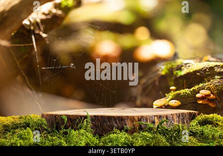Enchanting Forest Scene with Cobwebs and Mushrooms on Mossy Tree Stump Stock Photo