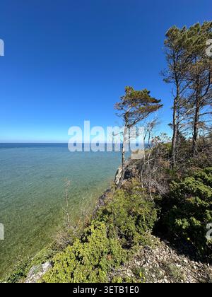 Dramatic coastal landscape featuring wind-shaped trees on a rocky cliff overlooking calm, crystal-clear sea under a vivid blue sky. Ideal for travel, Stock Photo