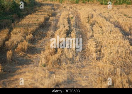 Rows of golden wheat stubble in a harvested agricultural field illuminated by warm evening sunlight Stock Photo