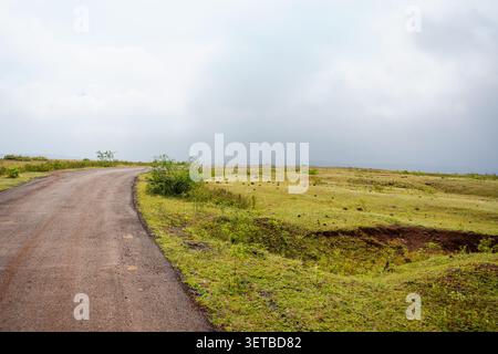 A curved dirt road leads through a vibrant green and yellow grassy field under a vast, overcast sky. Stock Photo