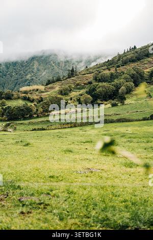 Cows grazing in green mountain pasture with mist Stock Photo