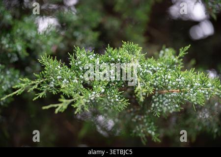 Botanical texture background of fresh juniperus sabina branches, landscape design concept. Close up of green juniperus sabina branch with blue berries Stock Photo