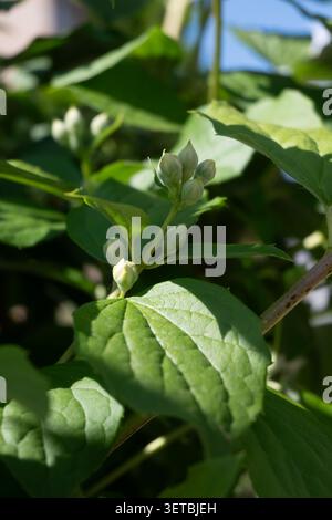 Vertical macro of pale green mock orange flower buds with textured leaves. Great for spring garden themes, botanical life cycle studies, and elegant n Stock Photo