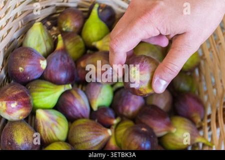 Person catches figs and puts them in the basket Stock Photo