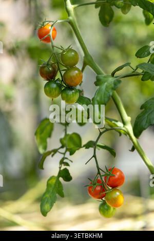 Bunches of cherry tomatoes ripening on vine Stock Photo
