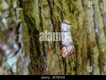 A Buff Tip moth perfectly camouflaged on lichen-covered tree bark, displaying its mottled gray and buff coloration in woodland habitat Stock Photo