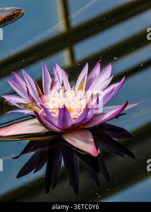 Stunning Nymphaea Foxfire in bloom. Natural close up flowering plant portrait. Genuine, moody, nouveau, healthy, soulful, intriguing, absorbing, bold Stock Photo