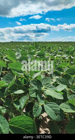 Fresh young soybean plants growing in a green agricultural field. Close-up view of healthy crop leaves during early vegetation stage in summer farming Stock Photo